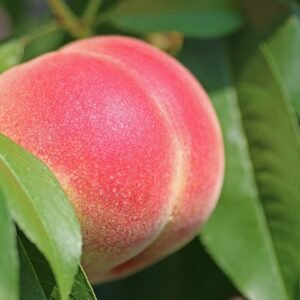 Peach trees