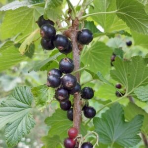Andega blackcurrant bush