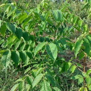 Honey tree (Tetradium daniellii) - Terra'Terre (1)
