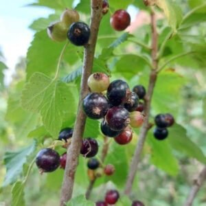 Blackdown blackcurrant bush