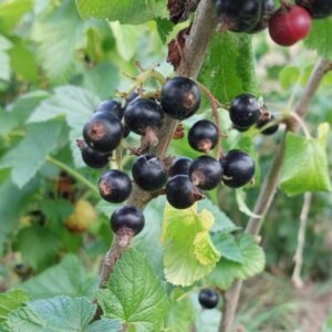 Costwold Cross blackcurrant bush