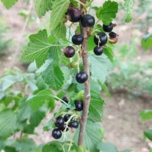 Géant de Boskoop blackcurrant bush