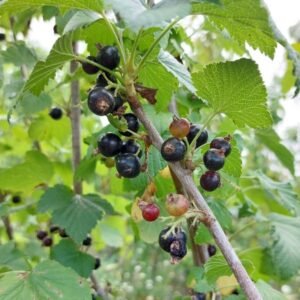Noir de Bourgogne blackcurrant bush