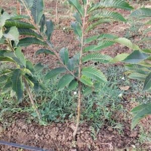 Marsol chestnut tree - Terra'Terre