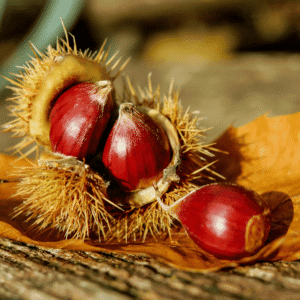 Chestnut Trees