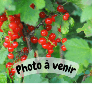 Jonkheer Van Tet's currant bush - AB