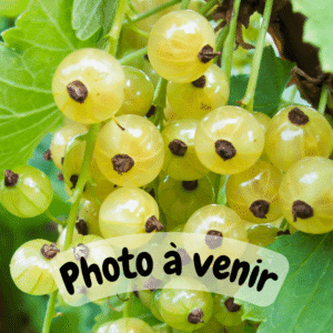 Groseille Blanche Groseiller Versaillaise Blanche Blancka Rovada Versaillaise Rouge Jonkheer Van Tet's maquerau (1)