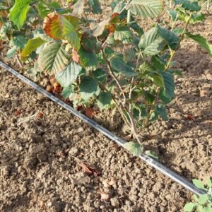 Cosford hazelnut tree
