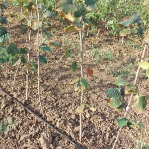 Noisetier Fertile de Coutard