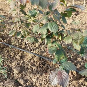 Juningia hazelnut tree