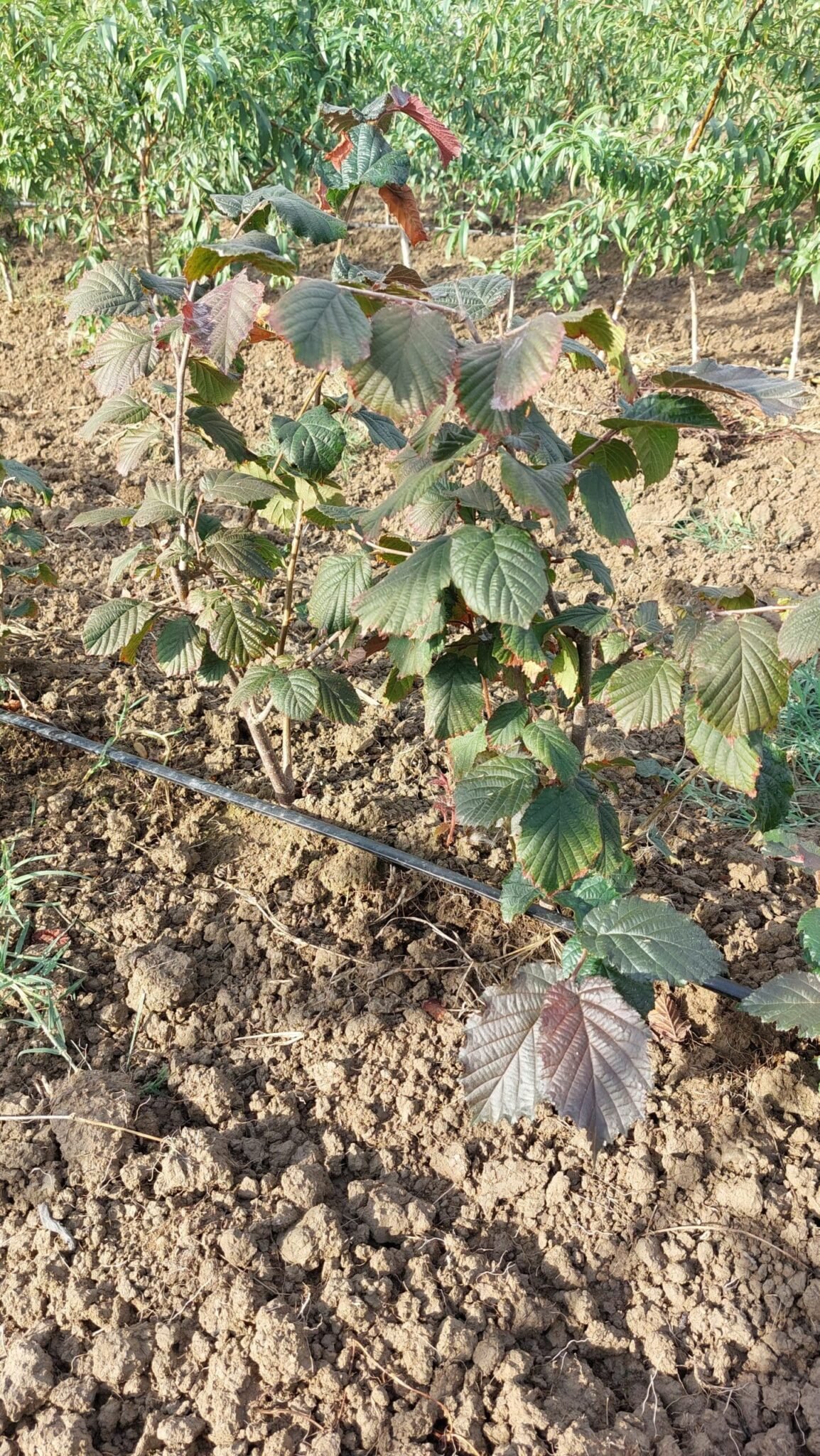 Juningia hazelnut tree