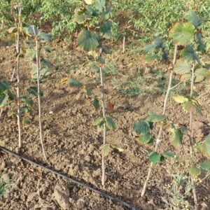 Merveille de Bollwiller hazelnut tree