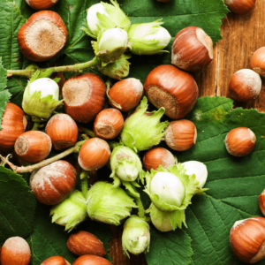 Hazelnut Trees