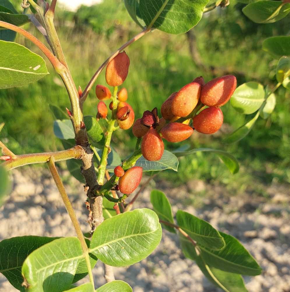 Pistachier Kerman (femelle)