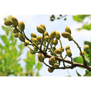 Pistachio trees