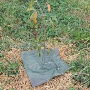 Collerette de paillage 50x50