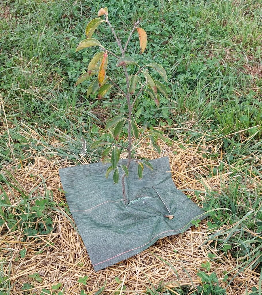 Collerette de paillage 50x50