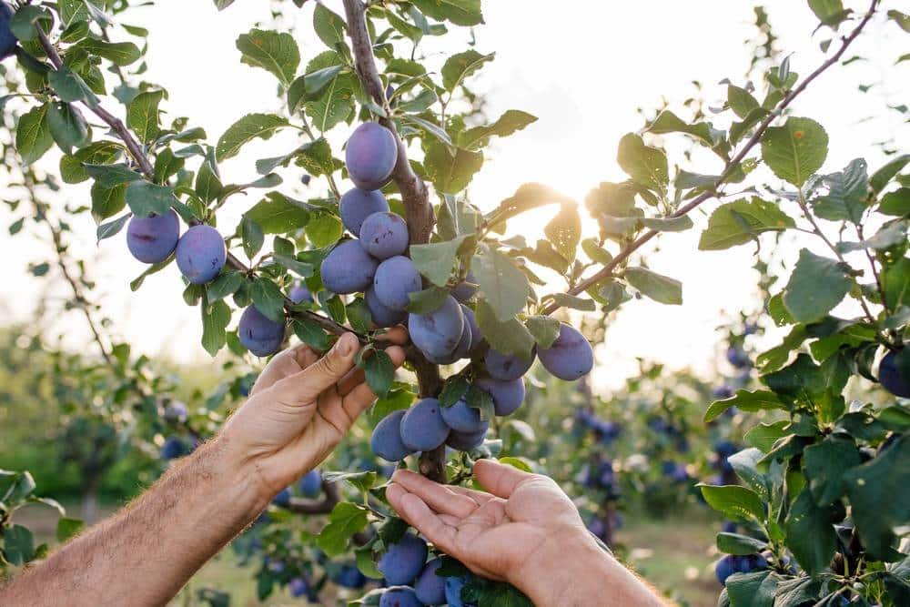 Prune d'ente prunes d'agen orchard plum
