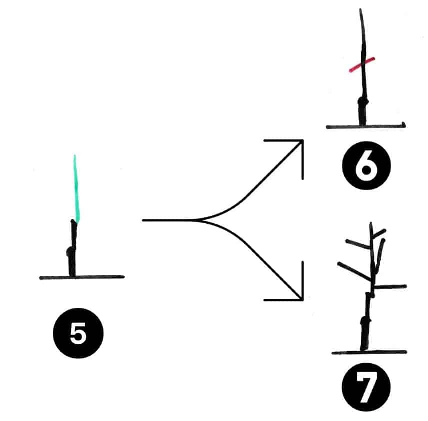 How to prune a fruit tree training pruning arrived in winter