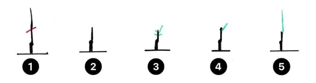 How to Prune a Fruit Tree Training Pruning Sprout of the Year