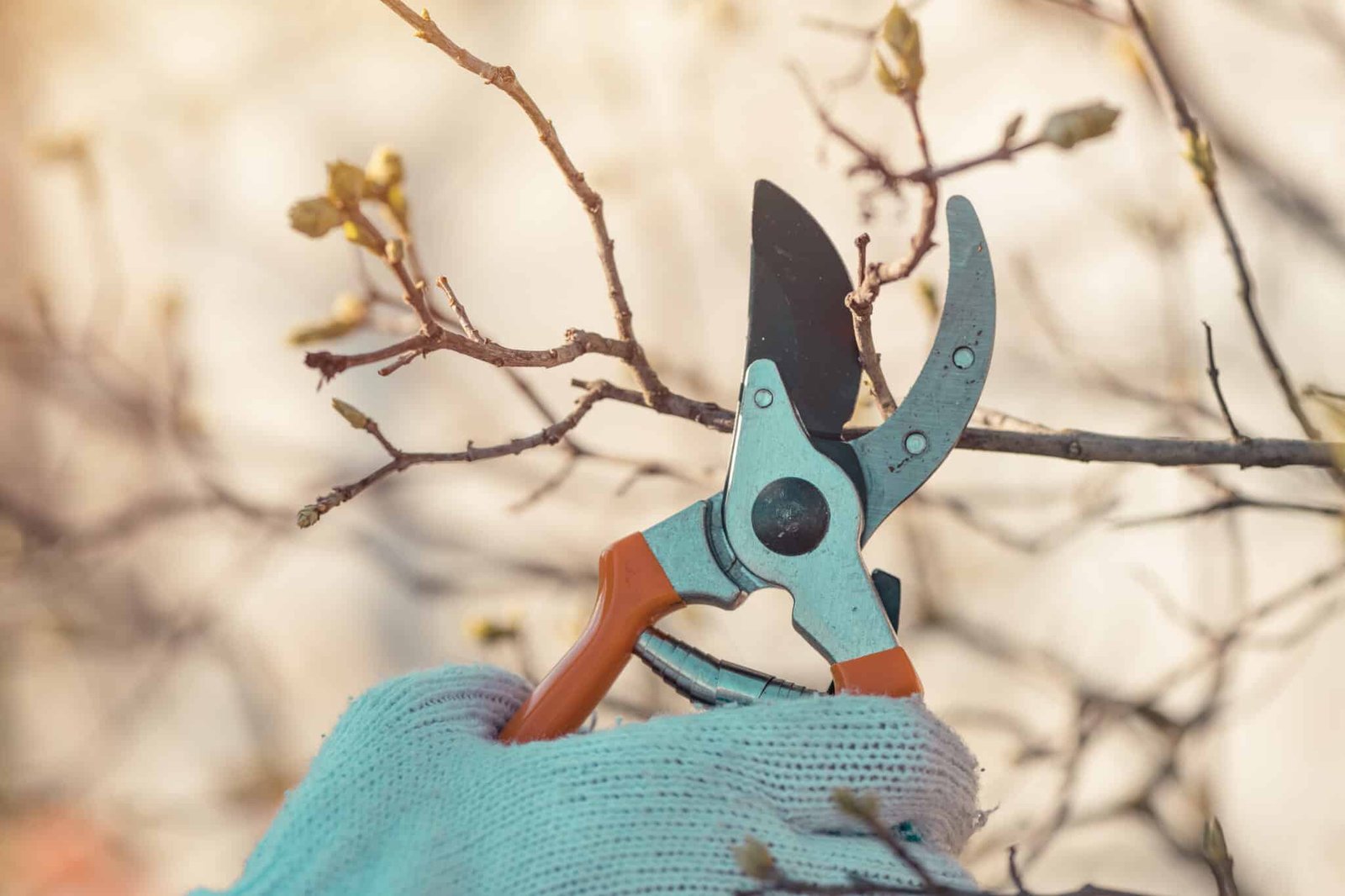 When to Prune Fruit Trees