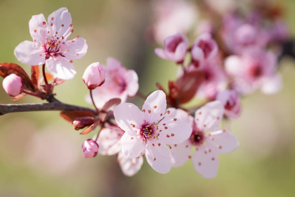 How to prune a fruit tree training pruning in axis
pink plum blossom