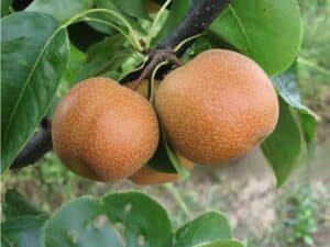 Nashi Apple Pear Asian nursery terra'terre