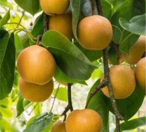 Nashi Apple Pear Asian terra'terre