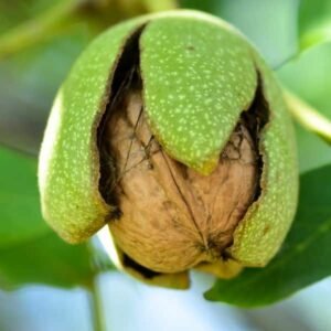 Noyer Franquette La pépiniere Terra'Terre