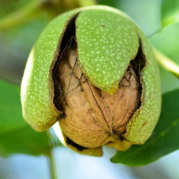 Franquette walnut tree - Terra'Terre