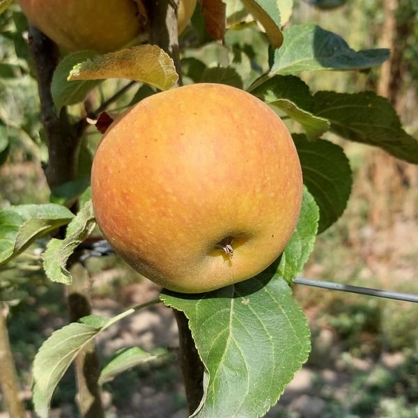Alkmene apple tree