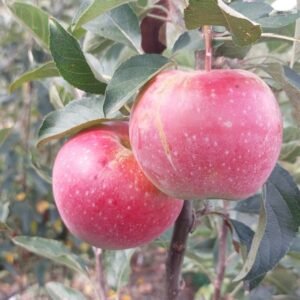 Gloster apple tree - Terra'Terre