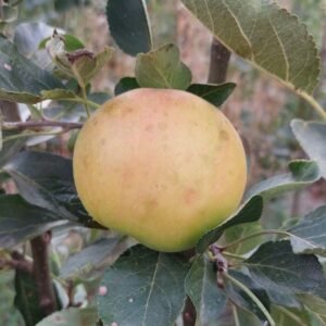 Pommier James Grieve