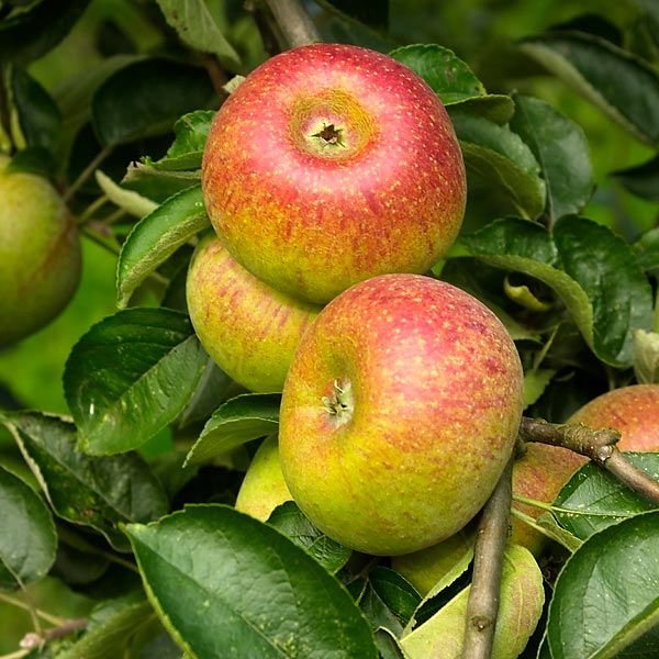 Court-pendu rouge apple tree - Terra'Terre