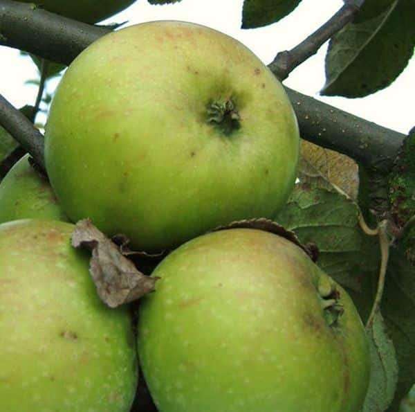 Jacques Lebel apple tree - Terra'Terre