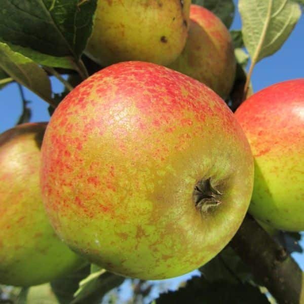 Gueule de Mouton apple tree - Terra'Terre