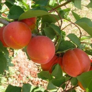 Abricotier Bergeron La pépinière Terra'Terre