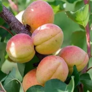 Abricotier Goldrich La pépinière Terra'Terre