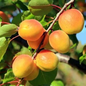 Abricotier hargrand La pépinière Terra'Terre