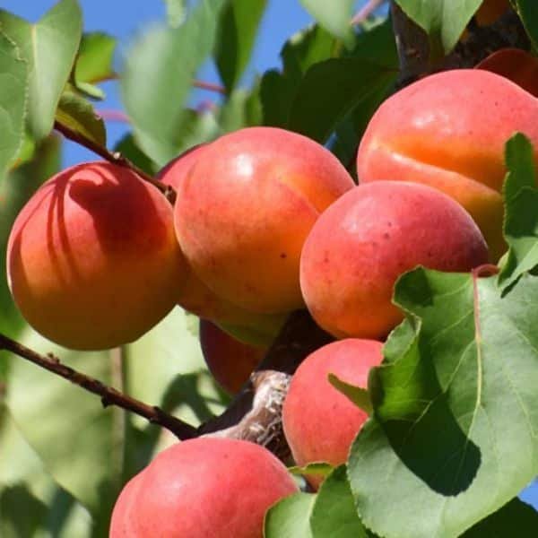 Abricotier harlayne La pรฉpiniรจre Terra'Terre