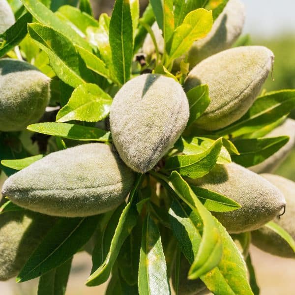 Avijor almond tree - Terra'Terre
