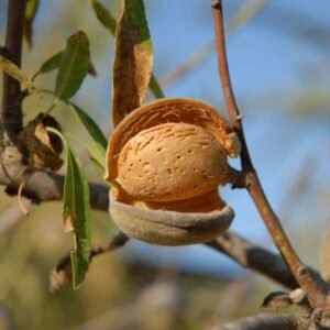 Amandier Ferragnes La pépinière Terra'terre