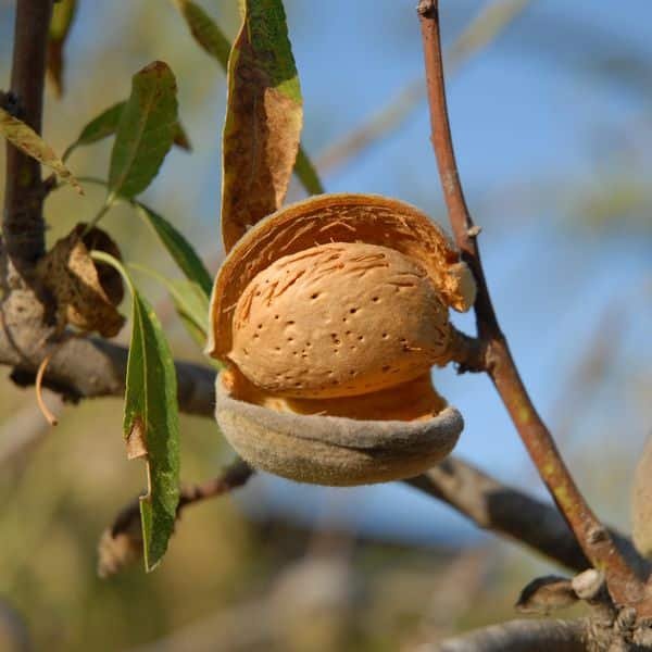 Amandier Ferragnes La pรฉpiniรจre Terra'terre