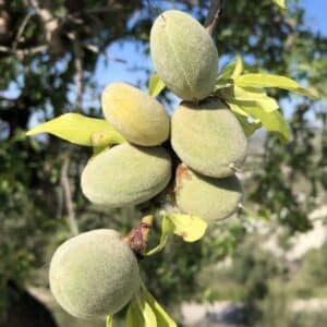 Almond tree