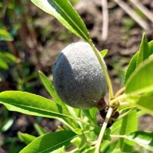 Amandier Marcona La pépinière Terra'terre