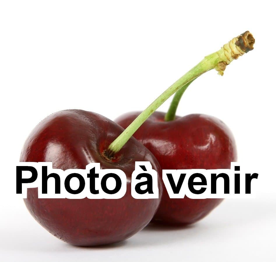 Cerisier Photo à venir