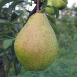 Legipont pear tree - Terra'Terre