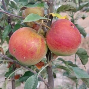 Pommier Jonathan