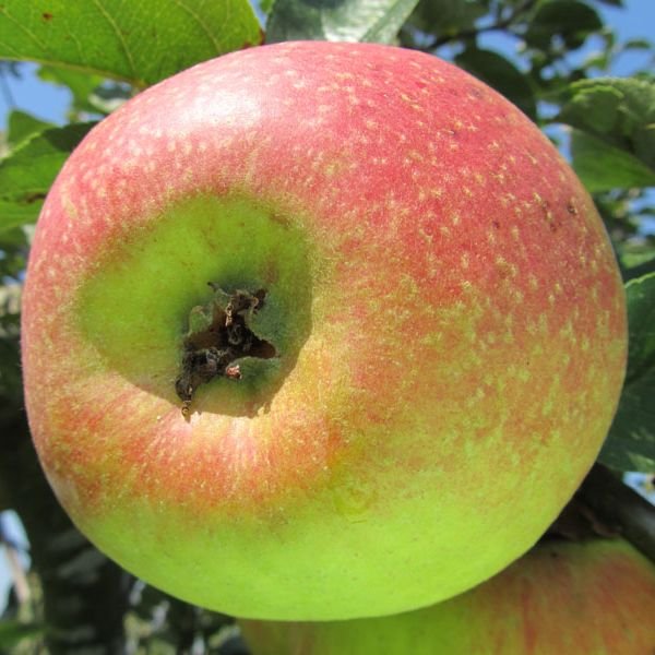 Reinette Descardre apple tree - Terra'Terre