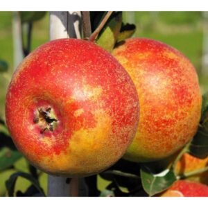 Reinette de Chênée apple tree - Terra'Terre